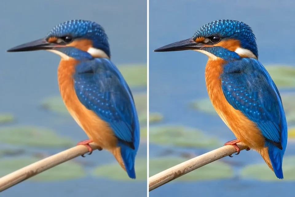 A soft low-resolution kingfisher photograph beside the same image enhanced with natural feather detail
